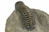 Detailed Crotalocephalina Trilobite - Atchana, Morocco #323588-4